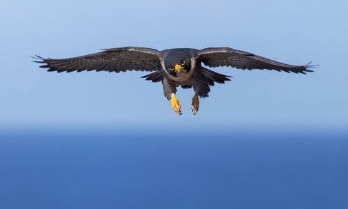 Sự hồi sinh 'đáng chú ý' của chim ưng peregrine trở lại sau khi gần tuyệt chủng