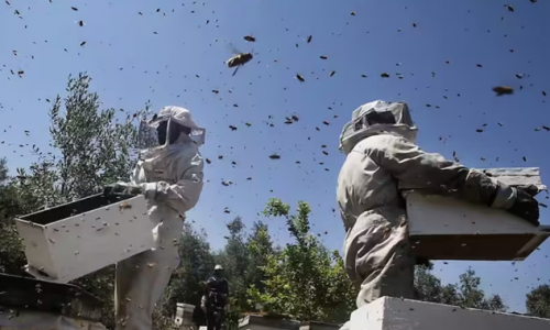 Công nghệ thông minh giúp nhiều cho người nuôi ong Israel
