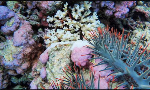 Vũ khí bí mật của loài sao biển gai ăn san hô