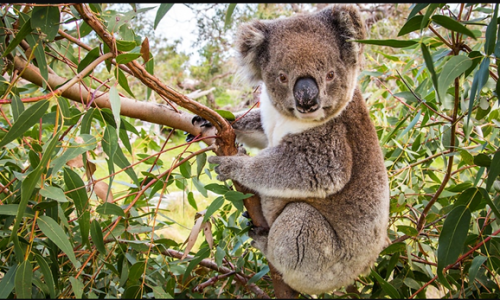 Chính phủ liên bang hứa hẹn 50 triệu đô la nhằm cứu vãn koala khỏi bị tận diệt
