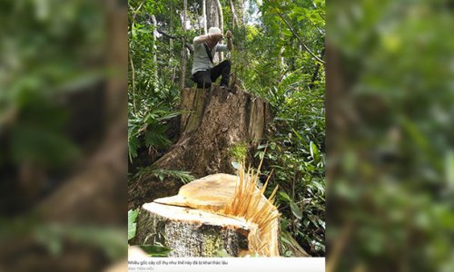 Gia Lai: Rừng phòng hộ liên tục bị chặt phá