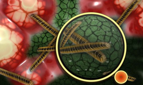 3 loại thực phẩm phổ biến gây hại cho hệ vi sinh vật đường ruột