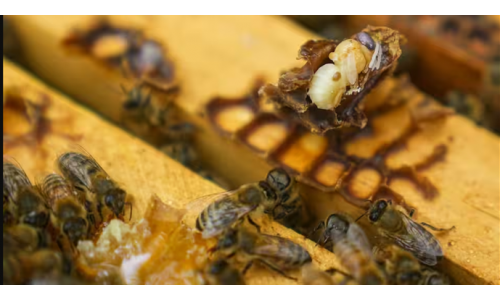 Không thể tiêu diệt rệp varroa, Úc chọn sống chung với nó để cứu ngành mật ong