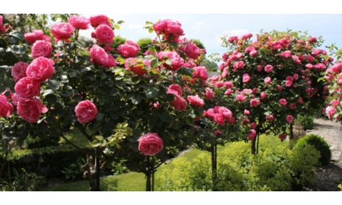 Niềm vui bất tận: Thiết lập một vườn hồng đủ có bông tươi cắt cắm bình quanh năm